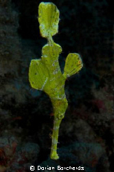 Halameda Ghost Pipefish by Dorian Borcherds 